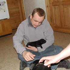 Staffordshire bull terrier Karma