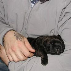 Staffordshire bull terrier Karma