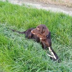 Flat coated retriever Asgeir
