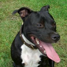 Staffordshire bull terrier Eya