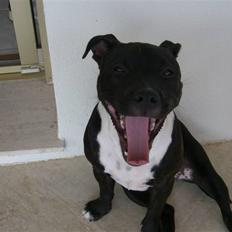 Staffordshire bull terrier Eya