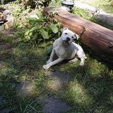 Staffordshire bull terrier Rhino