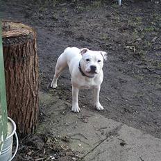 Staffordshire bull terrier Rhino