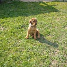 Blanding af racer /Broweiler Mimer