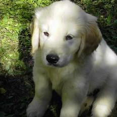 Golden retriever Balou
