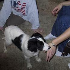 Blanding af racer Shaggy