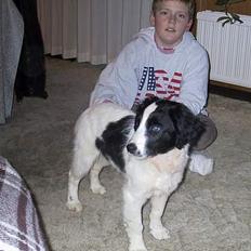 Blanding af racer Shaggy