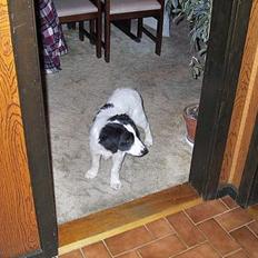 Blanding af racer Shaggy