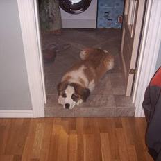 Sankt bernhardshund Bamse