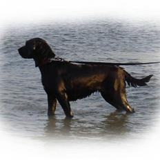 Blanding af racer Fie