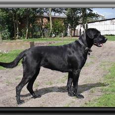 Blanding af racer Fie