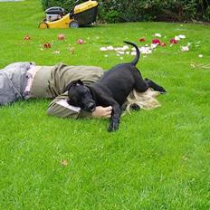 Blanding af racer Fie