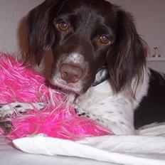 Kleiner münsterländer sofie