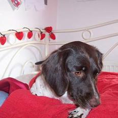 Kleiner münsterländer sofie