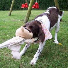 Kleiner münsterländer sofie