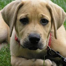 Blanding af racer Tilde