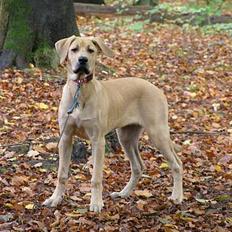 Blanding af racer Tilde