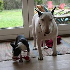 Bullterrier CIRKELINE