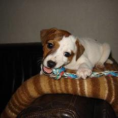 Jack russell terrier Felix
