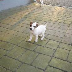 Jack russell terrier Felix