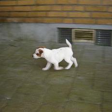 Jack russell terrier Felix