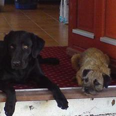 Labrador retriever Freja RIP