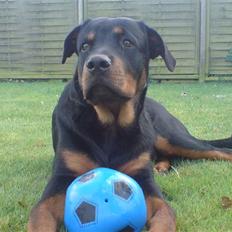 Rottweiler loke (fucker)