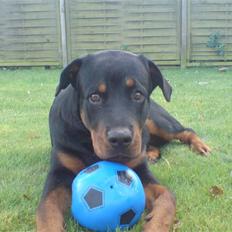 Rottweiler loke (fucker)