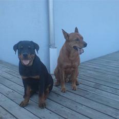 Rottweiler loke (fucker)