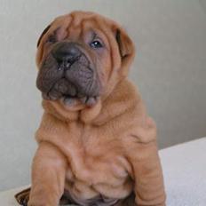 Shar pei Taz