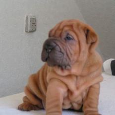 Shar pei Taz