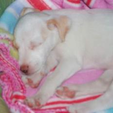 Dansk svensk gaardhund Maggie