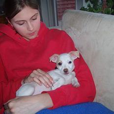 Dansk svensk gaardhund Maggie