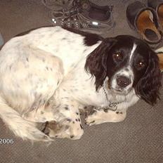 Engelsk springer spaniel Mickey