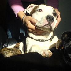 Amerikansk staffordshire terrier Chako