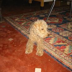 Lakeland terrier Blondie :o) <3