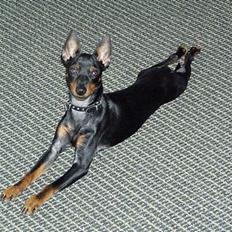 Engelsk toy terrier Fifi Gong Gong