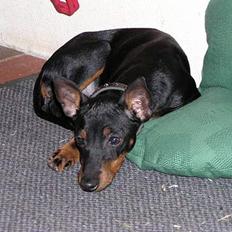 Engelsk toy terrier Fifi Gong Gong