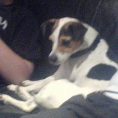 Dansk svensk gaardhund Anthon