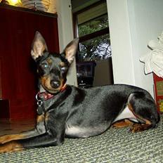 Engelsk toy terrier Fifi Gong Gong