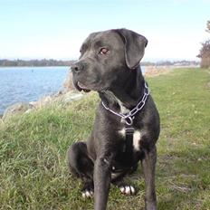 Cane corso Rip 27-12-2010 Medusa 