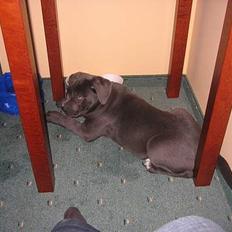 Cane corso Rip 27-12-2010 Medusa 