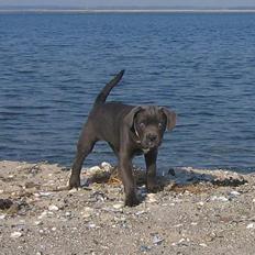 Cane corso Rip 27-12-2010 Medusa 