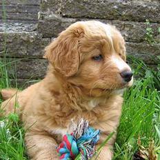 Nova scotia duck tolling retriever Tolkien