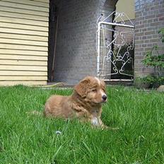 Nova scotia duck tolling retriever Tolkien