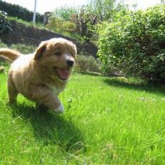 Nova scotia duck tolling retriever Tolkien