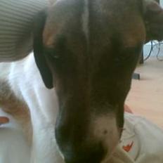 Blanding af racer Molly