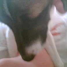 Blanding af racer Molly