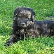 Blanding af racer Diva