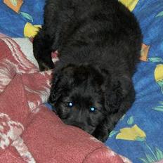 Blanding af racer Diva